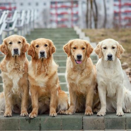 Your dog’s interactions with humans, other dogs, and animals can also be influenced by genetics. 