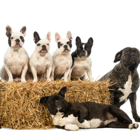 The idea behind these breeds is to blend the best traits of each parent—such as the intelligence of a Poodle with the friendliness of a Labrador Retriever.