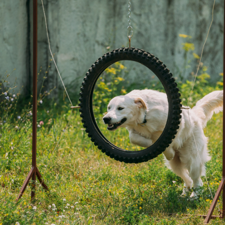Incorporate play into your daily routine, even if it’s just for 15-20 minutes.