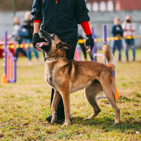 Some are breed-specific, while others focus on agility, obedience, or general appearance.