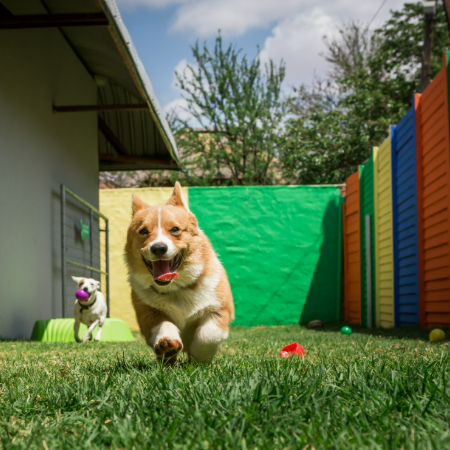 If your dog is new to daycare, begin with short visits to help them adjust. Many facilities offer trial days or half-day options for newcomers.