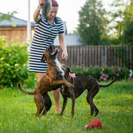 Social play happens when your dog interacts with other dogs.