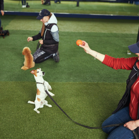 Positive reinforcement works wonders. Treats, praise, and affection will make training sessions enjoyable for both of you.