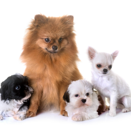 Thousands of years ago, all dogs shared a common ancestor: the wild wolf. Early humans tamed wolves, forming a mutually beneficial relationship.