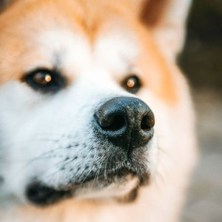 Dogs have a sense of smell that’s about 10,000 to 100,000 times more sensitive than ours.