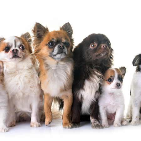 Dog breeding has come a long way—from wolves hunting alongside ancient humans to meticulously bred show dogs. 