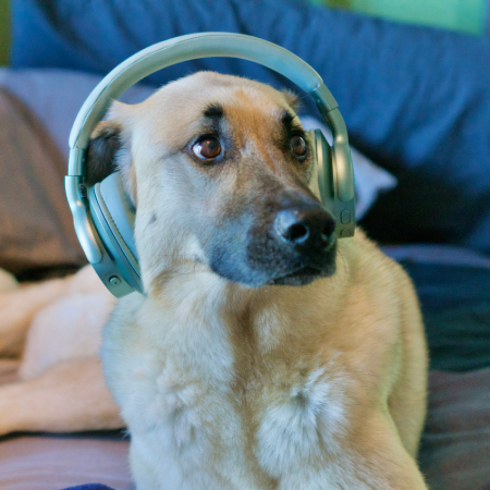 Companies like "Through a Dog's Ear" develop tracks with regard for dogs' hearing capabilities and the way they relate to the sounds on an emotional level.
