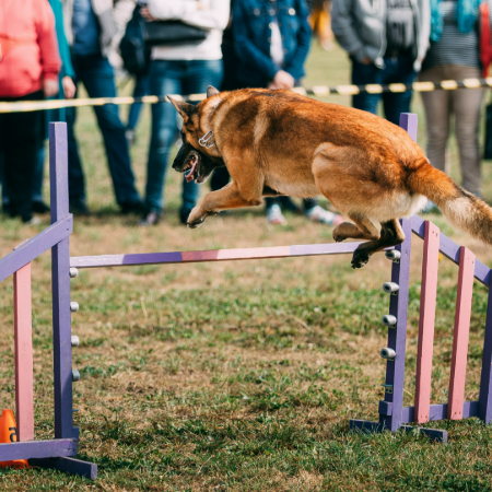 Preparing for your first dog show is a journey of love, patience, and teamwork.