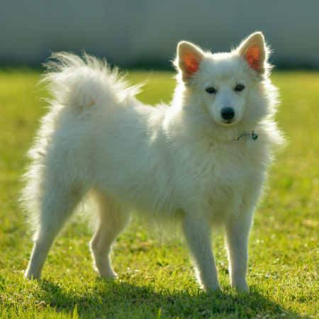 These fluffy little bundles of joy are known for their loyalty, intelligence, and playful nature. 