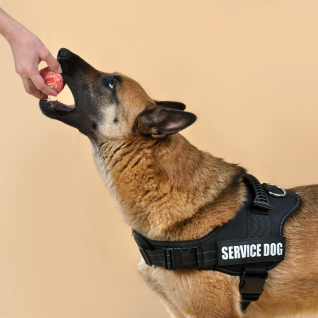 Dogs learn best in short bursts. Aim for 10-15 minutes per session, a few times a day.