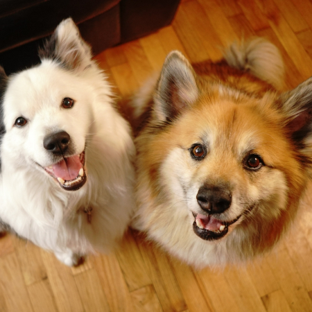 Training is essential when you’re raising two dogs. 