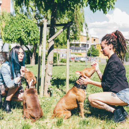 Service dogs go beyond community service—they are essential companions for people with disabilities. 