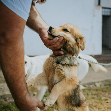 Change can be scary for dogs, but with love, patience, and a little preparation, they can adjust to almost anything.