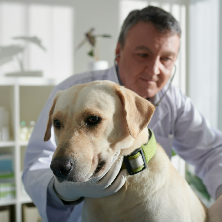 Dog DNA testing can answer these questions and provide insight into your dog’s genetic makeup.