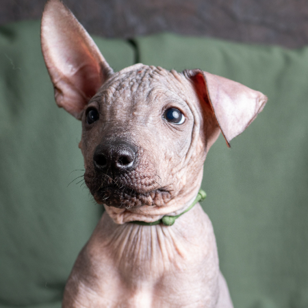 This breed is one of the oldest in the world, dating back over 3,000 years to the Aztecs! 
