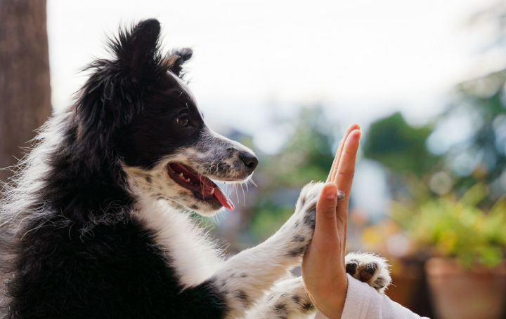 The Benefits of Positive Dog Training Methods: Building Trust