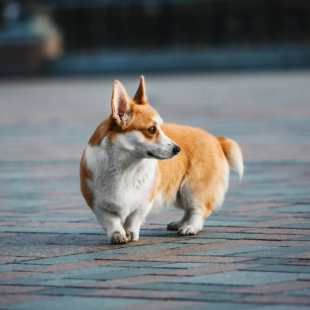 Corgis are the internet’s favorite dog, and it’s easy to see why.