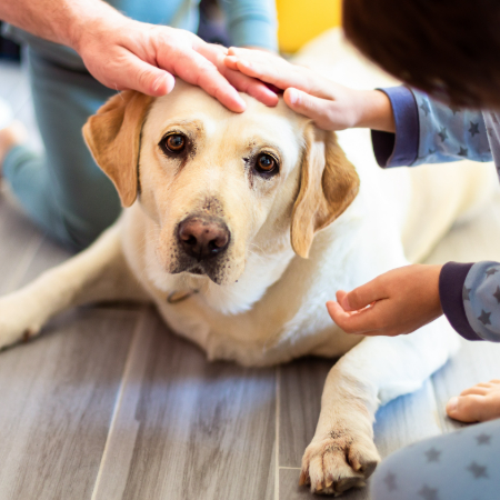 Pet-assisted therapy (also called animal-assisted therapy) is when trained animals help people deal with physical, emotional, or mental health challenges. 