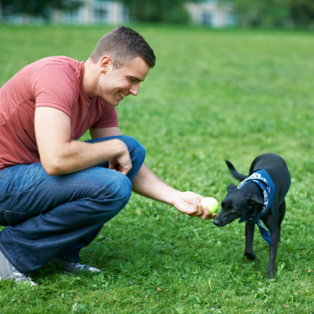 Catch your dog doing something right and reward them! For example, if they sit calmly instead of jumping on guests, give them a treat.