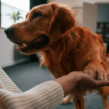 Handlers (the people who work with therapy dogs) also receive training to ensure they can guide their dogs effectively and interact properly with patients.