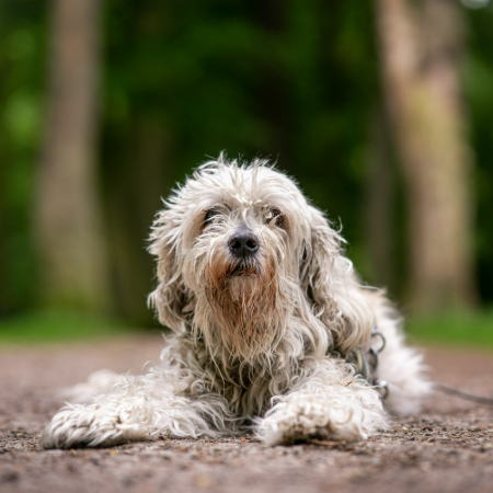 The Bergamasco is a rare breed known for its unique coat, which forms into long mats that look like thick ropes.