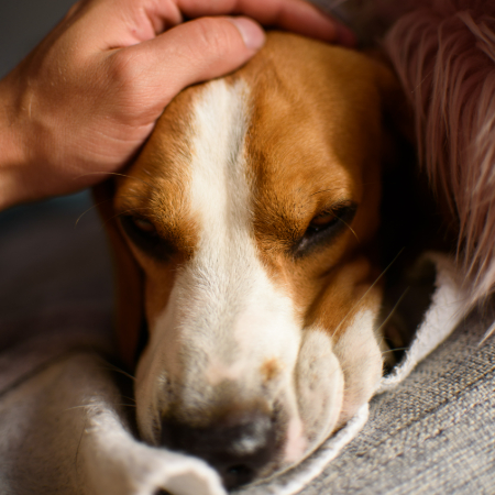 A dog can serve as a steady emotional anchor during grief. 