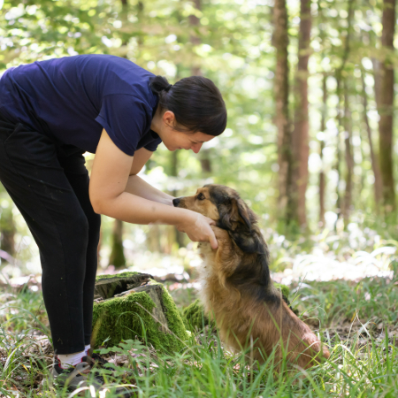 Canine intelligence is the ability of a dog to learn, understand, and apply knowledge in different situations.