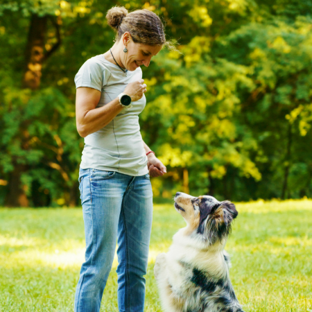 While treats are a great tool in the beginning, the goal is to gradually replace them with praise and affection. 