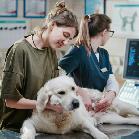 Routine veterinary care isn’t just about the physical exam – it’s also about educating you as a pet parent. 