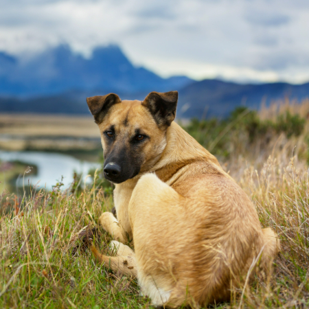 As we move into the future, our bond with dogs continues to evolve.
