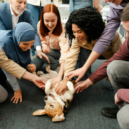 Organizations like Therapy Dogs International (TDI) and Pet Partners train and certify therapy dogs to bring comfort to those who need it most.