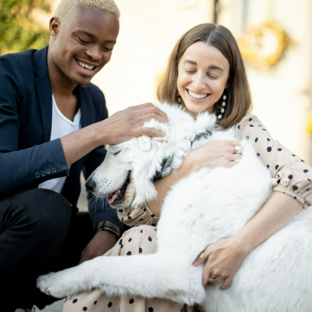 When you decide to adopt a dog, you are entering into a relationship with a pet that requires care, attention, and, yes, legal responsibility.
