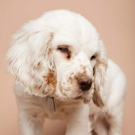 just like us, our furry friends can have their fair share of skin troubles.