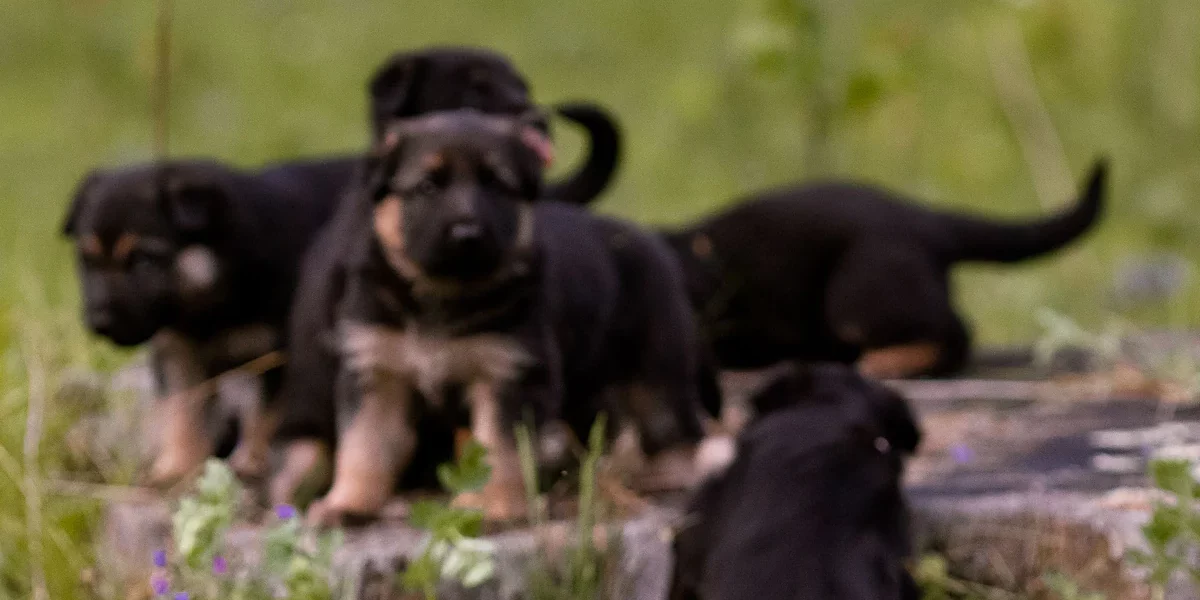 Litter of young German Shepherd puppies resting together.