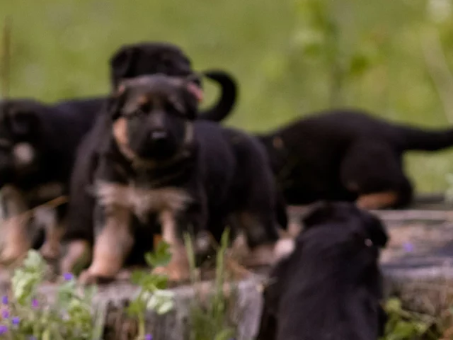 Litter of young German Shepherd puppies resting together.