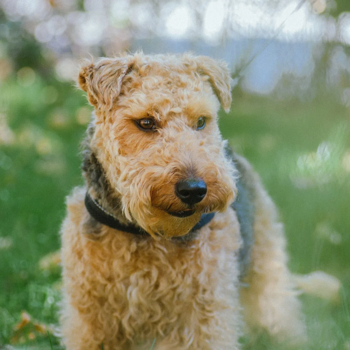 Adult Airedale Terrier standing on grass facing the camera.