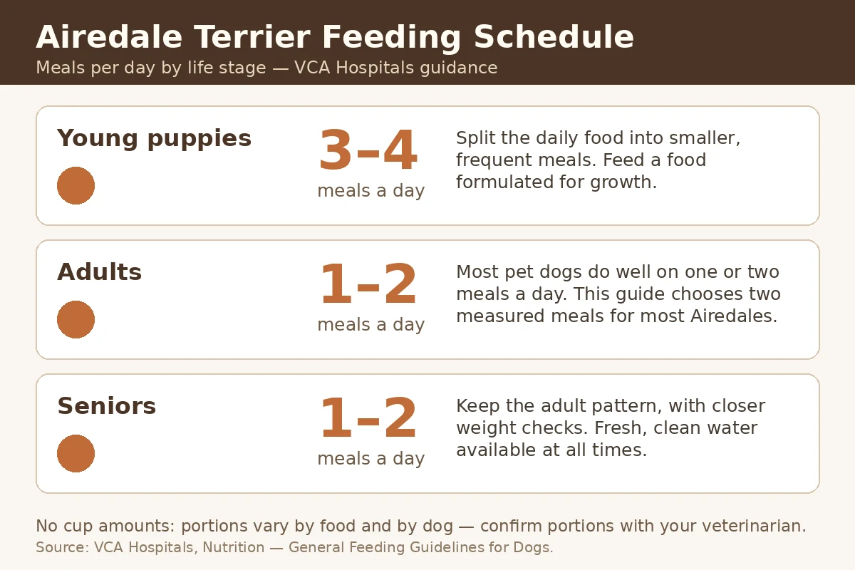 Feeding schedule graphic showing meals per day for Airedale puppies, adults, and seniors.