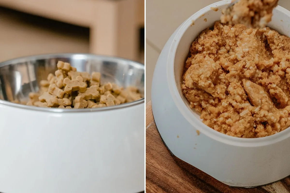 Bowls of dry kibble and wet dog food side by side for comparison.