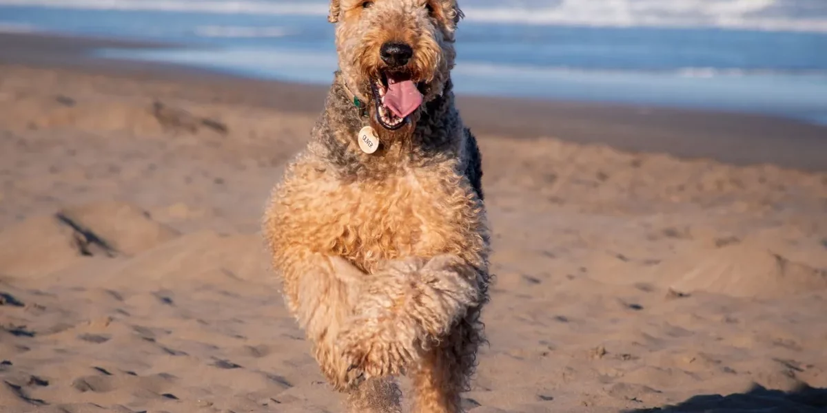 Airedale Terrier running on a beach, showing its active build.
