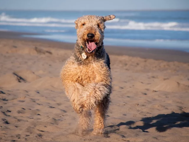 Airedale Terrier running on a beach, showing its active build.