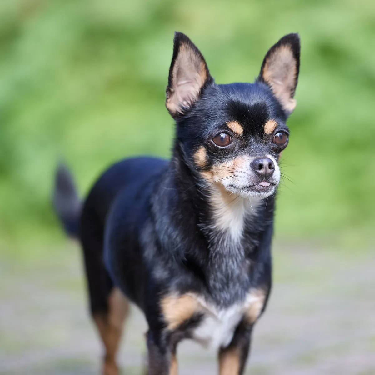 Chihuahua, one of the Jack Chi parent breeds.