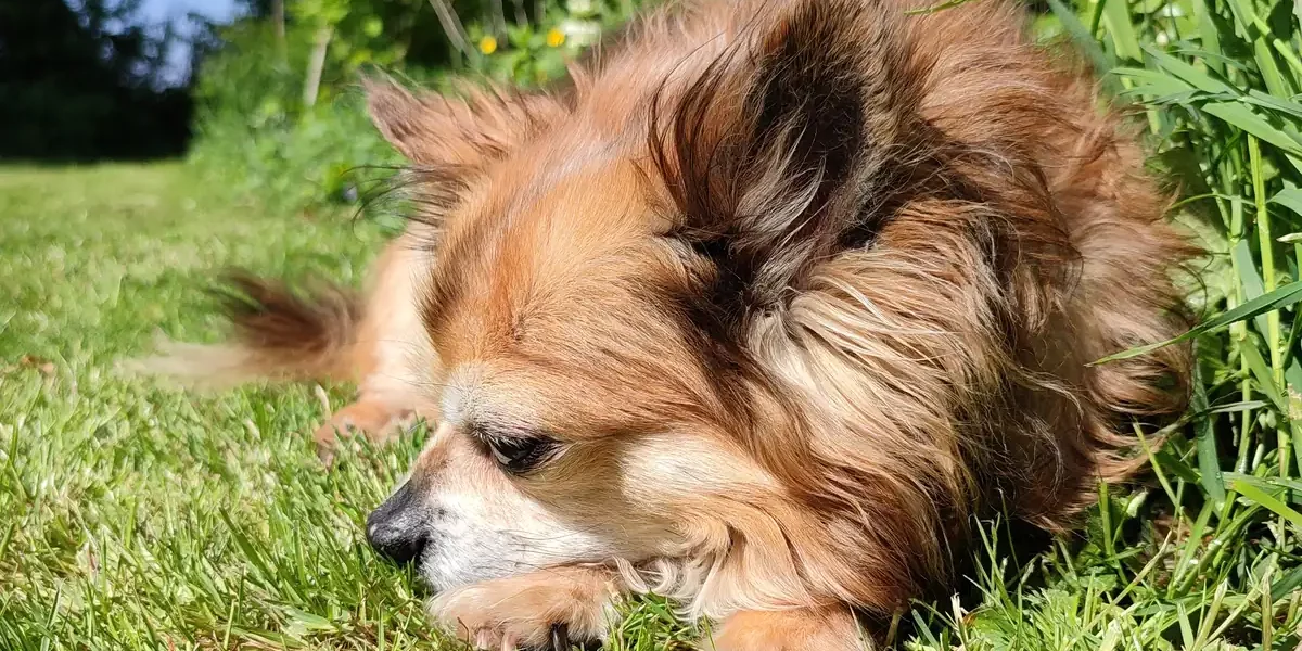 Adult long-coat Chihuahua lying in sunny grass, one of the Chipit parent breeds.
