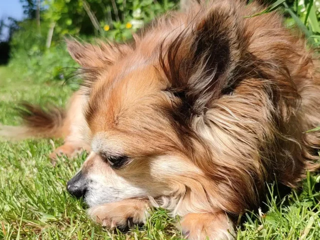 Adult long-coat Chihuahua lying in sunny grass, one of the Chipit parent breeds.