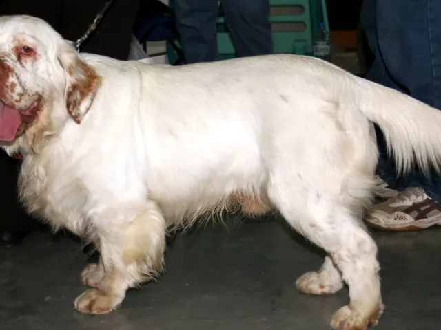 Clumber Spaniel standing in profile at a dog show.