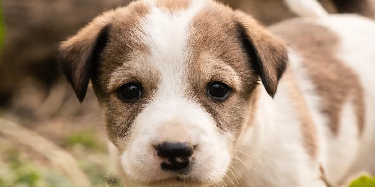 Young puppy sitting and looking at the camera.
