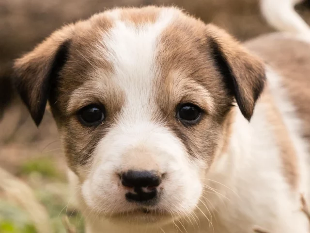 Young puppy sitting and looking at the camera.
