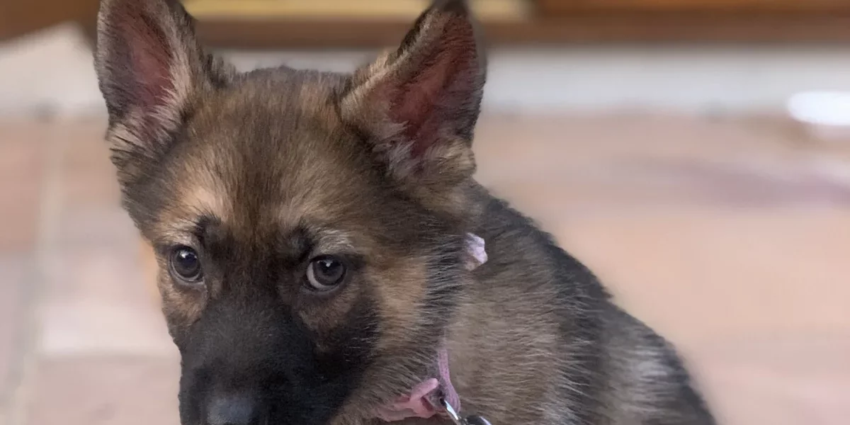 Gerberian Shepsky puppy sitting on a tiled floor.