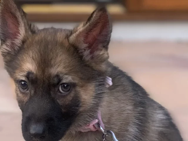 Gerberian Shepsky puppy sitting on a tiled floor.