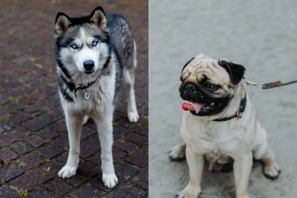 Siberian Husky and Pug standing side by side, the two parent breeds of the Hug.