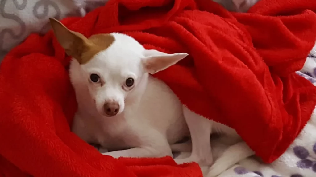 Jack Russell Chihuahua mix (Jack Chi) curled in a red blanket.